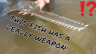 SAWFISH FACTS A FISH WITH A WEAPON [upl. by Had]