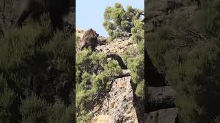 The gelada baboon ethiopia gelada money wildlife ethiopianwildlife [upl. by Johns]