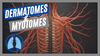 Dermatomes amp Myotomes Made Easy [upl. by Meit]