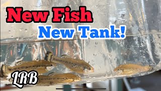 Natural Aquarium Setup for Fish First Day Killifish Unboxing and Goodieds [upl. by Freiman]