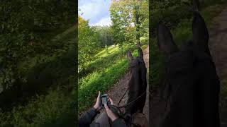 Quelle a été votre aventure la plus folle  🤔✨ horse alsace cheval shorts chevaux [upl. by Adaval]