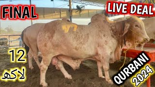 Live deal bakra mandi  bakra mandi 2024  bakra mandi [upl. by Yrek150]