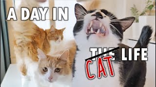 A day in the life of our cats [upl. by Ateerys]