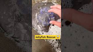 Eating Sea Foam amp Rescuing Jellyfish animals nature shorts [upl. by Anicart]