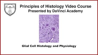 Glial Cell Histology and Physiology Nervous System Histology 2 of 3 [upl. by Rothmuller]