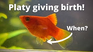 How to tell when Platy will give birth Amazing Platy birth video [upl. by Jaenicke153]