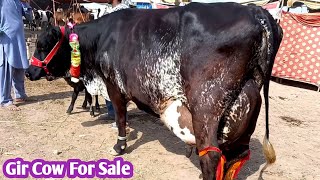 Girlando Cow For Sale in Malumor Mandi Jhang 2022 [upl. by Manville]