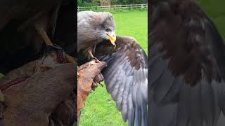 Yellow Billed Kite Feeding [upl. by Tiffany930]