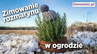 Jak przygotować rozmaryn do zimowania [upl. by Pernell]