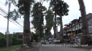 majestic Dipterocarpus alatus trees Chiang Mai Lamphun old road Thailand [upl. by Adnael894]