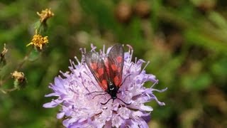 Butterfly  Kleine sintjansvlinder  Zygaena viciae  in Dudinghausen  Sauerland  Germany  2013 [upl. by Nylaroc22]