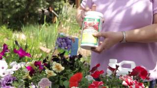 How to Fertilize Petunias  Grow Guru [upl. by Shiff990]