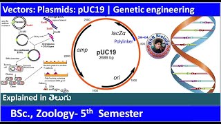 Vectors Plasmids  pUC19  Genetic Engineering  Recombinant DNA Technology  HSR Bioinfo [upl. by Margi943]