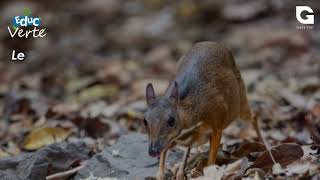 Le chevrotain aquatique [upl. by Seidnac]