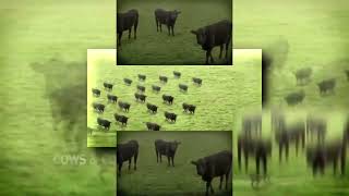 YTPMV Cows Cows Cows Scan [upl. by Frederik]