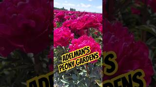 Vibrant Flower Colors at Adelman Peony Gardens oregontravelguide familytravel flowergarden [upl. by Zweig]