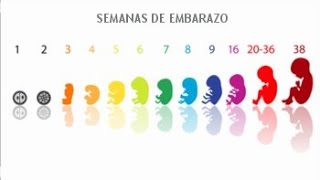 Cómo CALCULAR las SEMANAS en meses de EMBARAZO [upl. by Roosnam]