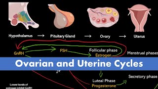 Ovarian and Uterine Cycle Menstrual Cycle [upl. by Colner]