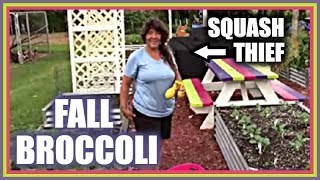 Planting Broccoli  Raised Bed Gardening  How To Transplant Broccoli [upl. by Dnomyaw]