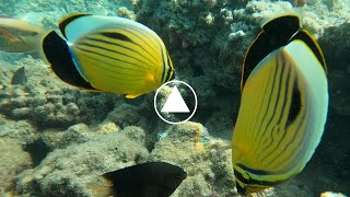 Fascinante observation du Chaetodon austriacus de mer rouge [upl. by Eleonore]