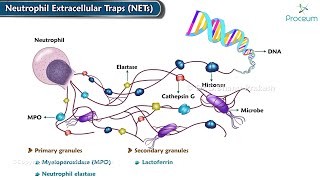 4 Neutrophil Extracellular Traps NETs Animation  Inflammation Pathology [upl. by Karlie]