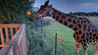 Knuthenborg Safaripark  When The Park Is Closed For Regular Visitors [upl. by Ahsa]