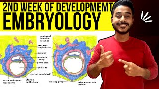 second week of development embryology  general embryology bilaminar germ disc formation [upl. by Erna]