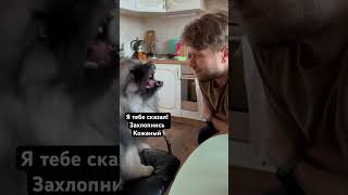 Гром и пух keeshond кеесхонд шпиц приколысживотными [upl. by Down]