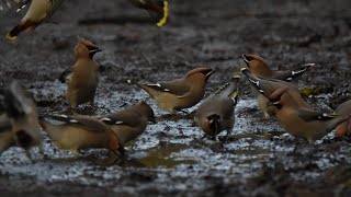 Waxwings at The Monsal Trail Hassop Station [upl. by Rdnaskela]