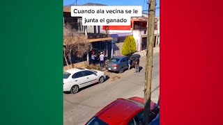 MEMES MEXICANOS 28 [upl. by Esilana11]