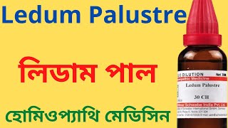 Ledum Palustre  Ledum Pal 302001M Uses in hindi Ledum pal Rheumatism amp Injury [upl. by Ayikal]