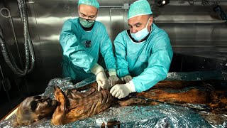 Scientists Finally Study Ötzi the Icemans Gut And Discover New Details [upl. by Nesaj]