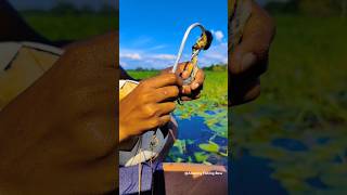 World First Football amp Hook Fishing Techniques 😱 fishvideo shortsfeed fishingvideo fish [upl. by Aralc]