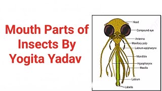 Mouth Parts of Insects By Yogita Yadav Easy explanation with Notes [upl. by Aerdnahc913]