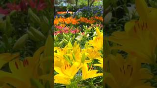 Colourful Lilies Flowers shorts youtubeshorts garden naturelovers flowers garden nature [upl. by Jyoti]