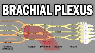 THE BRACHIAL PLEXUS AND UPPER LIMB INNERVATION [upl. by Aisetal]