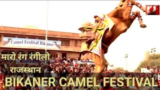 Rajasthan Bikaner Festival में दिखा ऊंट का ग़ज़ब करतब देखकर हो जाएंगे हैरानरिपोर्ट liveBikaner [upl. by Penni557]