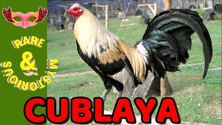 Cubalaya chicken A Mystery Bird With A Hidden Past [upl. by Atirehc519]