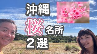 沖縄桜名所2選 名護城 八重岳 [upl. by Rocray]