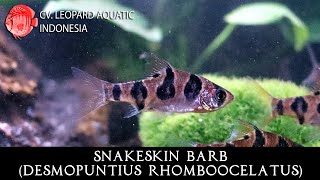 Desmopuntius rhomboocellatus The SNAKESKIN Barb Leopard Aquatic U028A [upl. by Acilejna]