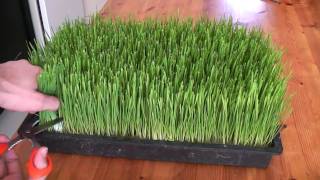 How to grow wheatgrass [upl. by Orodoet190]