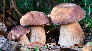 Timelapse  Crescita dei funghi porcini [upl. by Nanfa121]