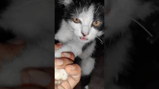 Kitten meowing to attract cats [upl. by Conlin]