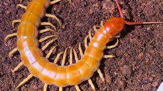 Albino Scolopendra dehaani 🔥 [upl. by Wheeler]