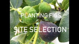 Fig Tree SITE SELECTION for COLD Climates Zones 678 [upl. by Drus]