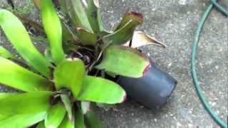 HOW TO GROW BROMELIADS [upl. by Ekihc828]