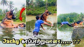 Jacky காப்பாற்றுவானா 😨  Fell into the water 🏄  JACKY THE GERMAN SHEPHERD [upl. by Oinotla522]