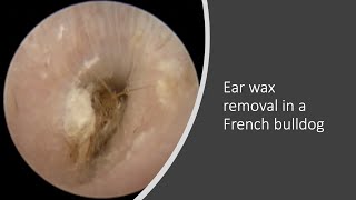 Ear wax removal in a French bulldog [upl. by Anirad]