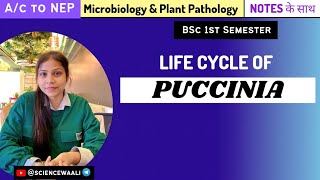 Puccinia graminis  Life cycle of puccinia graminis  Bsc1styear sciencewaali [upl. by Winson325]