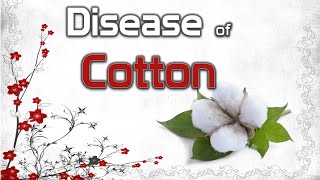 Diseases of Cotton  Anthracnose Black Arm Fusarium and Verticillium Wilt [upl. by Bourke]